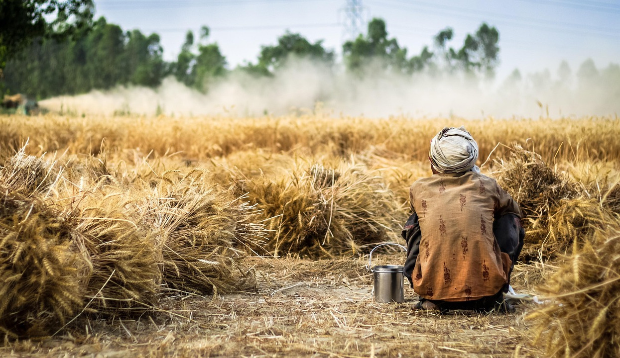 farmer wheat crop agriculture field harvest